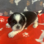And a New Puppy Too