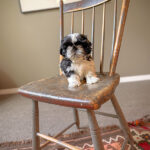 Alfie