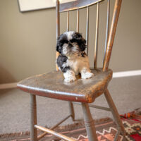 Alfie