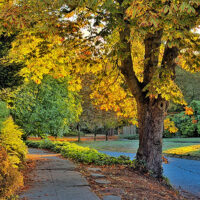 Autumn Leaves