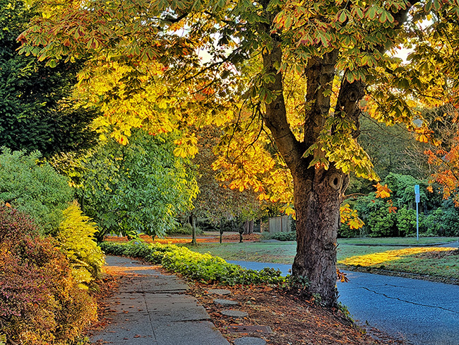 Autumn Leaves