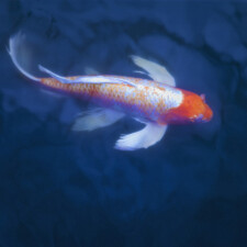 Japanese koi fish